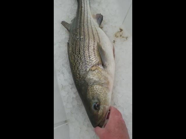 Check out what we found in the belly of this striped bass! Amazing!