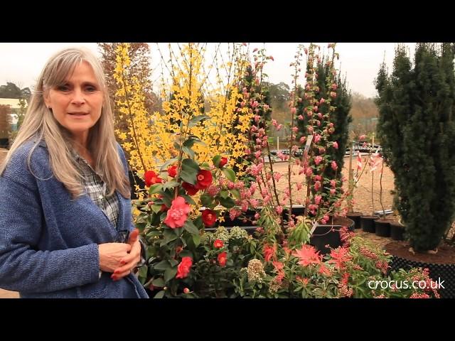 Early flowering shrubs