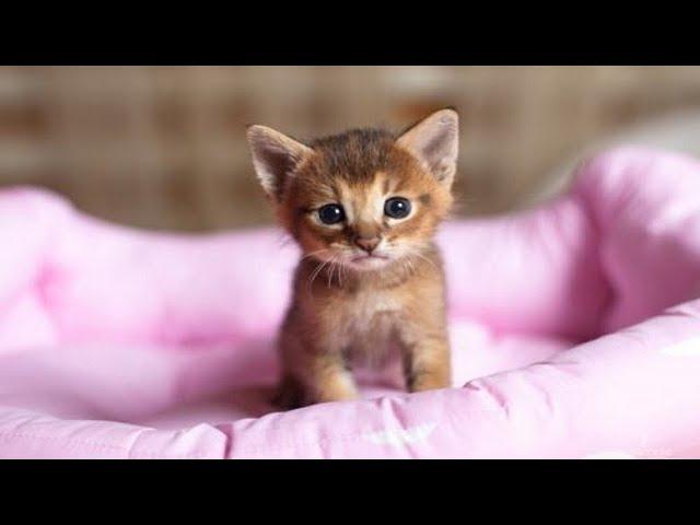 Cute Kittens Doing Funny Things - Cute And Adorable Kittens Video Compilation