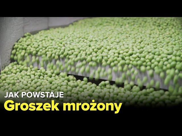 Jak produkowany jest groszek mrożony? - Fabryki w Polsce