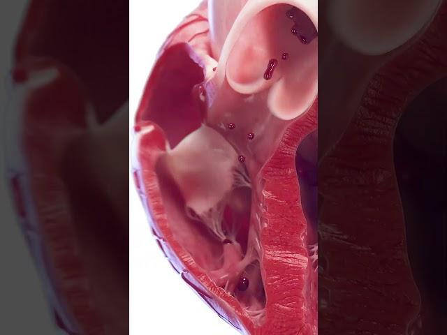 3d anatomy of the heart ventricles  #meded #anatomy #3dmodel