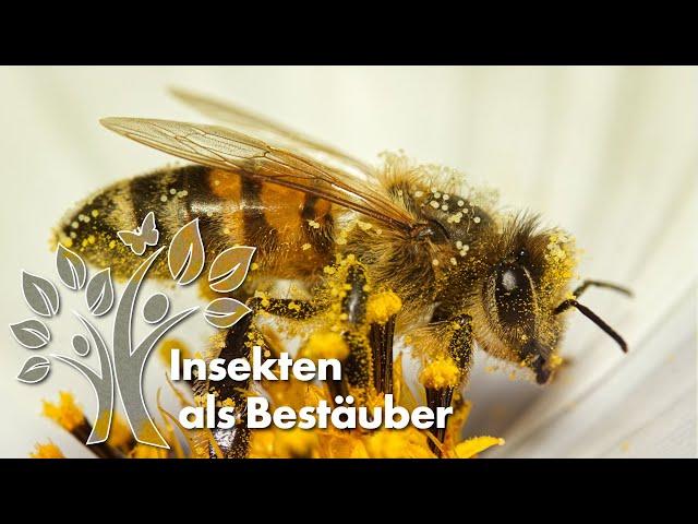 Insekten als Bestäuber – Landschaften voller Leben