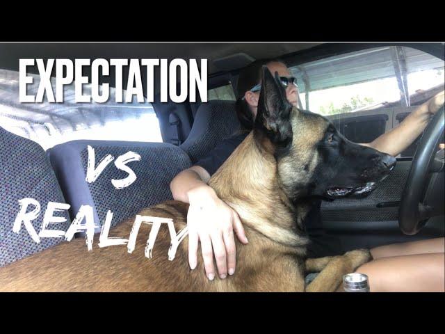 Expectation VS Reality Dog Part 1 #dogfunny #dogtraining #dog