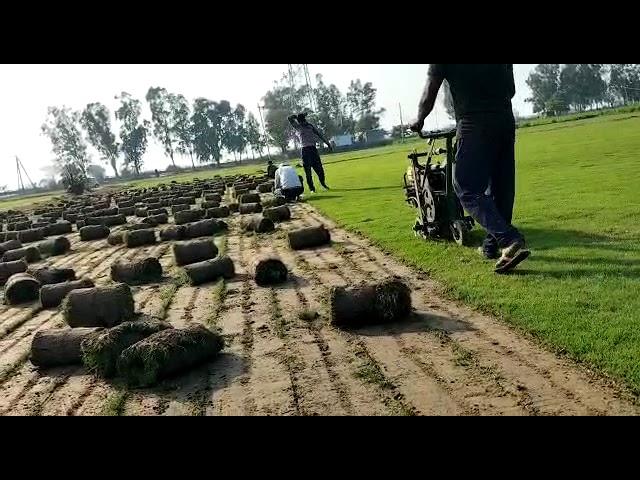 Green Natural Lawn Grass, For Gardens And Parks by Balaji Nursery