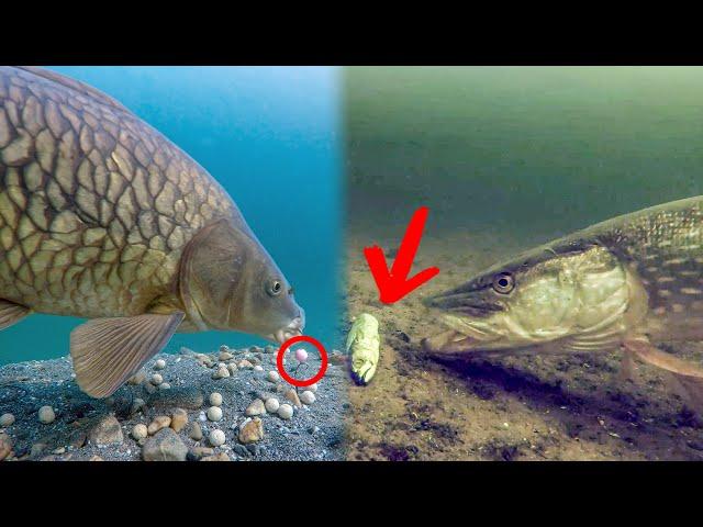 Best underwater fishing moments (2024)