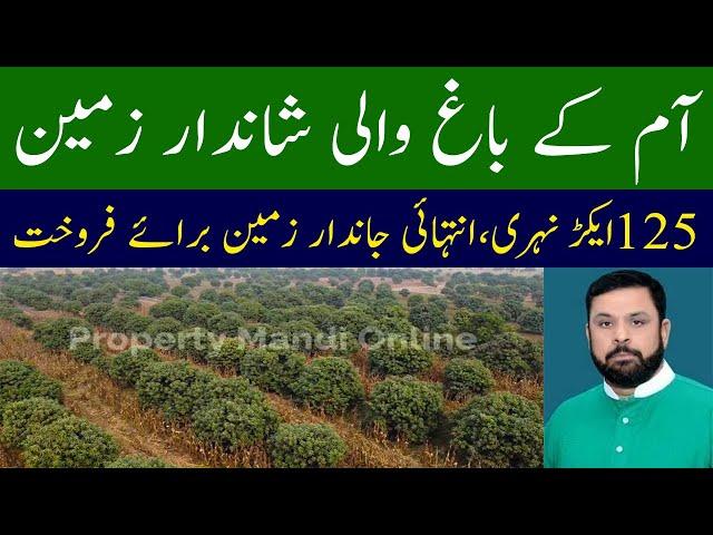 Land for sale in pakistan | آم کے باغ والی شاندار زمین برائے فروخت