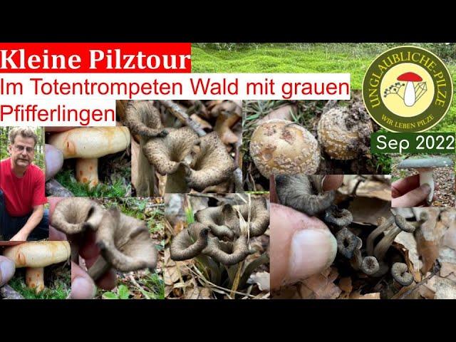 Im Totentrompeten Wald mit grauen Pfifferlingen - Herbsttrompeten sammeln - Pilztour Sep 2022