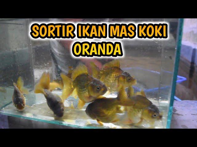 CARA BIKIN WARNA IKAN BIAR CEPAT MUTASI