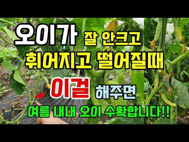 오이가 잘안크고 휘어지고 떨어질때 이걸 해주면 여름내내 오이 수확합니다 #오이농사 #오이키우기