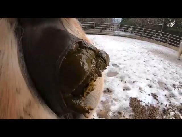 Horse pooping