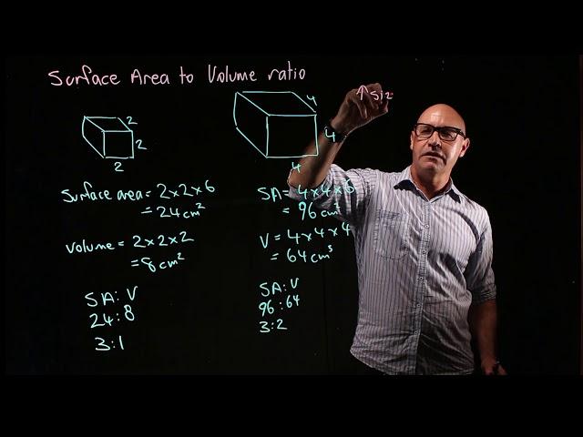 Surface area to volume ratio  why cells are small