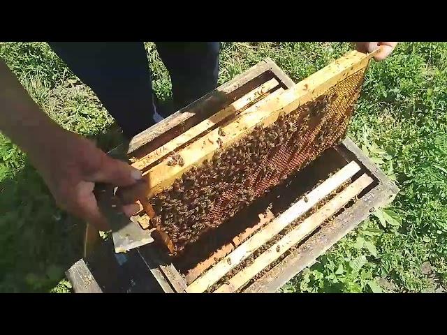 Качество расплода свищевой матки