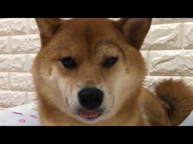 たまにはこういうことする。    柴犬ゆき Shiba inu, Yuki