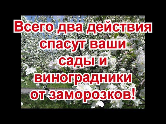 100. ЗАМОРОЗКИ - гарантированное спасение садов и виноградников.
