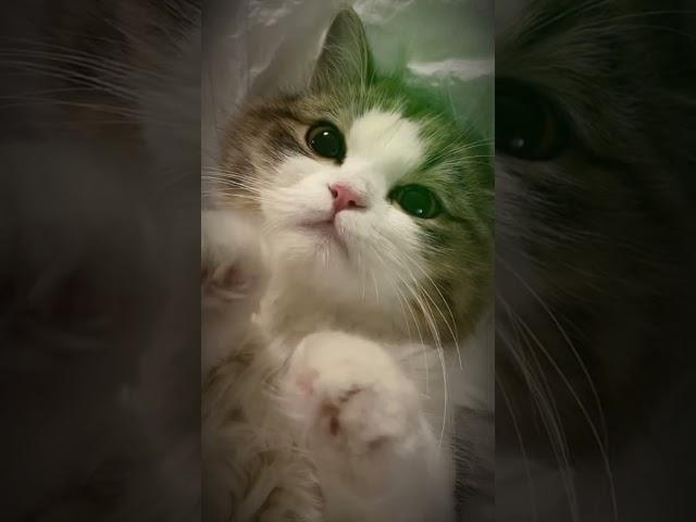 Hanya blender/kucing biasa kok#Fyp #disnckvd
