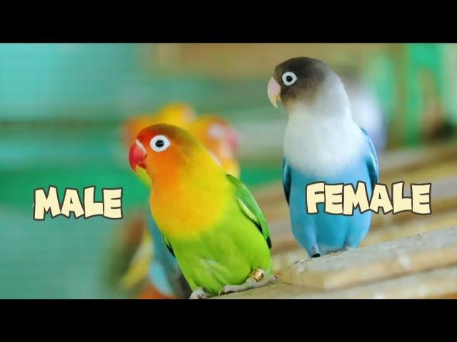 how to tell if your lovebird is male or female | lovebirds gender | lovebirds identification