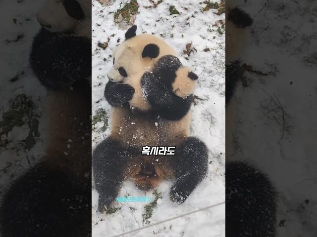 걱정많은 엄마판다들