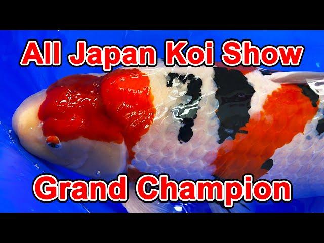 【Grand Champion Koi】53rd All Japan Nishikigoi Show 2023