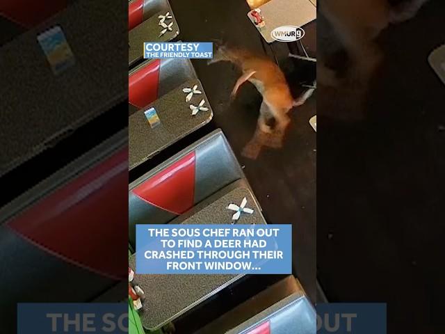 Deer smashes through restaurant window in Portsmouth, New Hampshire
