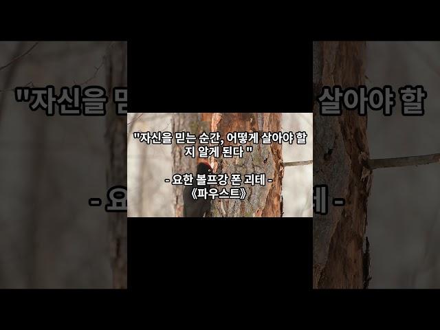 매일 성공을 위한 명언 5가지 - 미라클 1분 #명언 #동기부여 #지식