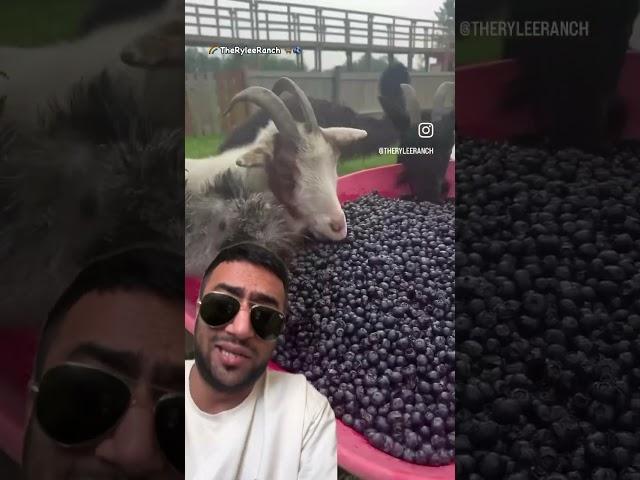 ری اکت سوژه خنده دار | بز بلوبری میخوره #خنده_دار #ریاکت #ترند #خنده #ری_اکت #خندهدار #فان