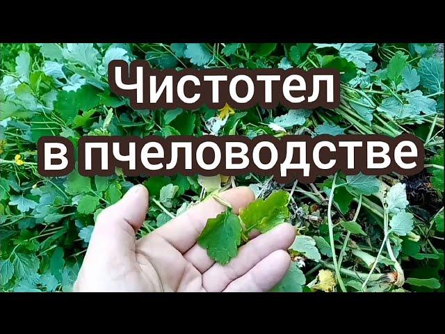 Как приготовить отвар чистотела для пчёл.