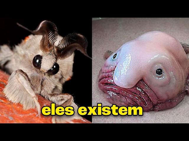 os ANIMAIS mais EXÓTICOS ENCONTRADOS NO MUNDO!