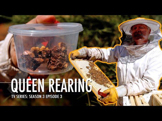 Mastering Bee Splits and Queen Rearing | The Bush Bee Man