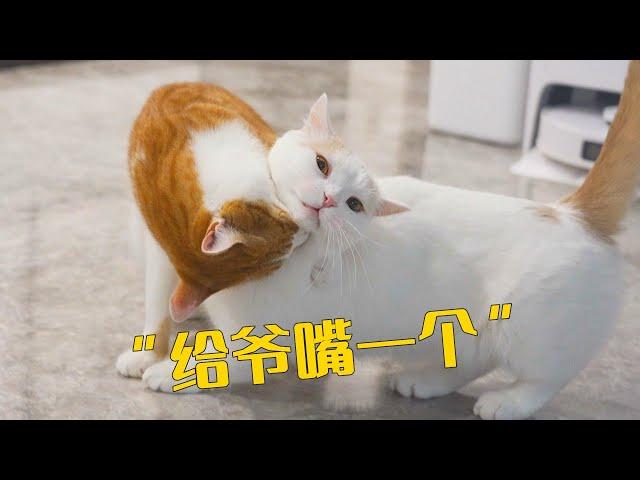 当家里养了4只公猫和1只母猫，会发生什么？