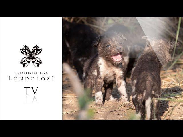 Virtual Safari: Ultimate Game Drive Highlights #9 - Londolozi TV