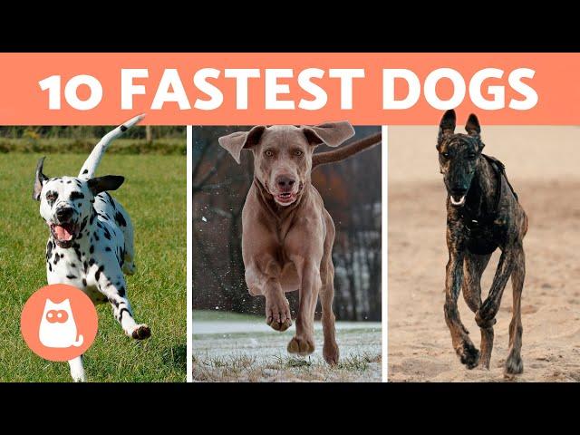 Top 10 FASTEST DOGS in the World  What is the FASTEST BREED?