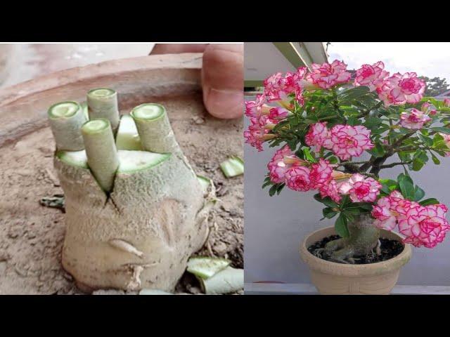 Adenium Easy Grafting Technique | Simple Method To Graft desert rose plant