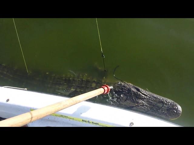 Gator Hunt BANG STICK SHOT ALLIGATOR KILL SHOT | How to use a bang stick