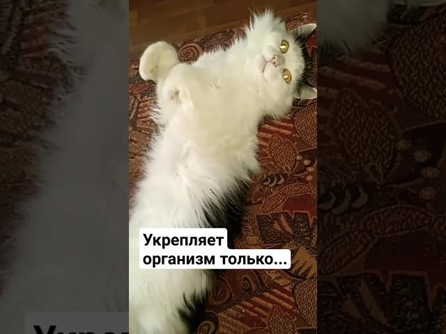 кот Феликс #животные #cats