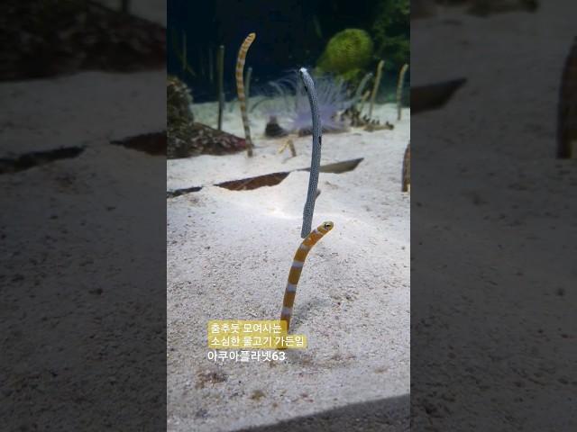 신기한 물고기 가든 일 Garden eel 정원장어