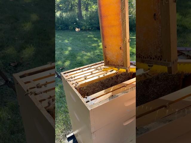  Join me for this late season honey harvest!