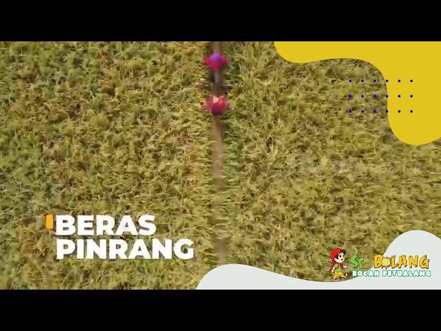 Panen Beras Pinrang | SI BOLANG (12/10/22)