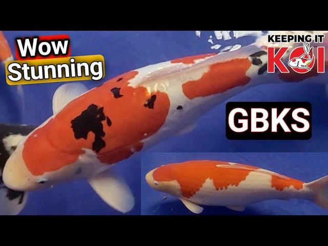 Some of the BEST KOI fish in the UK & some right Bargains