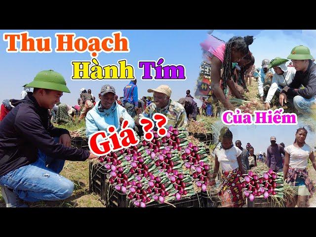 Công Giáp || Của Hiếm Đó Bác À ?? Bất Ngờ Hành Tím Lại Có Giá Cao Hơn Hành Tây ?? Thương Lái Cần ??