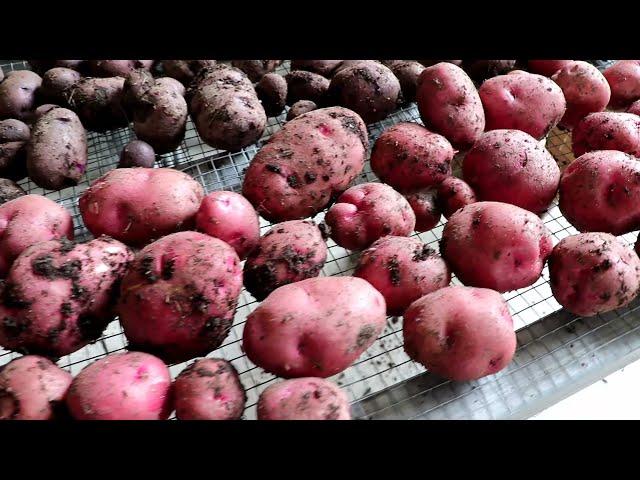 Bucket Potato Harvest