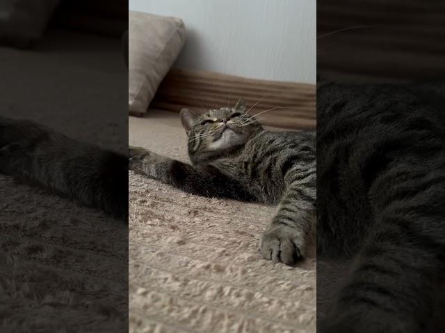 #coversong #cat #веселыекоты #прикольныекоты #красиваякошка #funny #моякошка