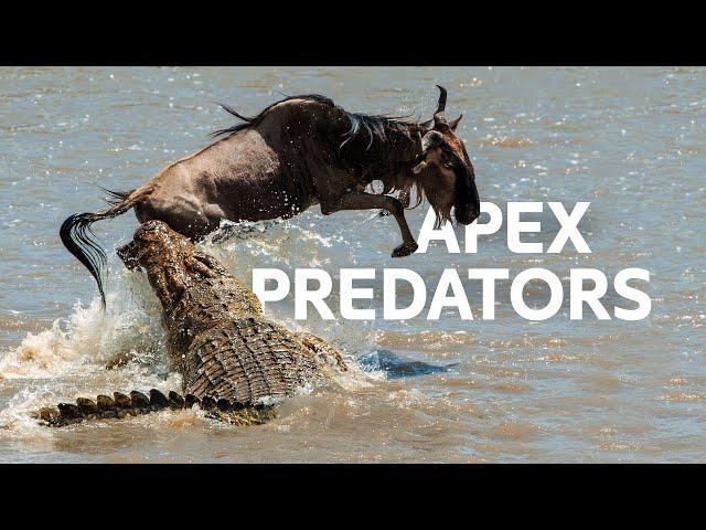 Underwater Predators Hunt During The Great Wildebeest Migration | Masai Mara Documentary