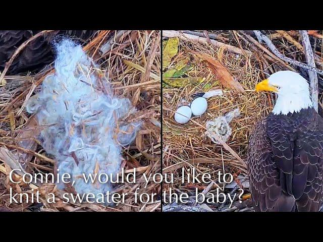 #5Captiva Eagle Nest／Window To Wildlife／Captiva Eagle Cam | 4K PTZ | Connie & Clive