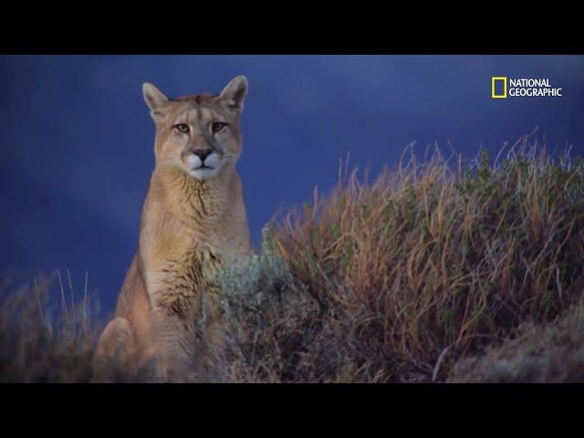 Los Andes: pumas, zorros y cóndores en busca de alimento | Argentina Salvaje