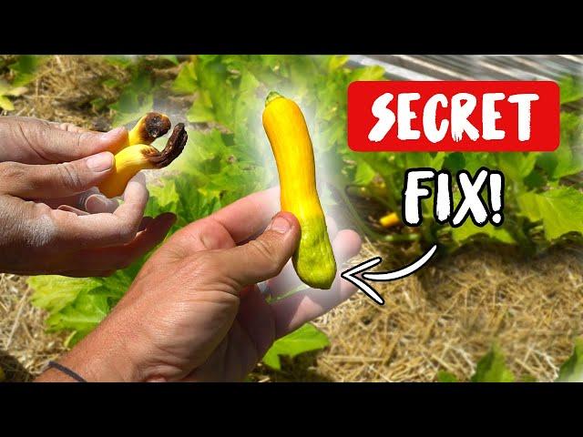 The SECRET SIMPLE FIX for BLOSSOM END ROT!