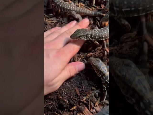 HUNGRY BABY TEGU LIZARDS 