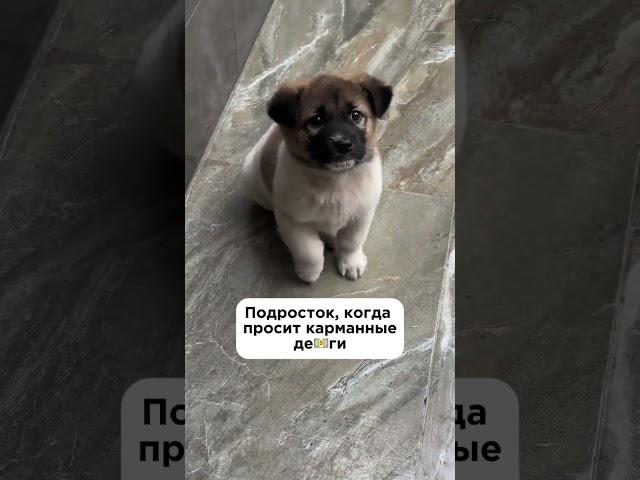 Подросток и карманные деньги | #shorts #воспитание #екатеринакес #подростки  #детскийпсихолог