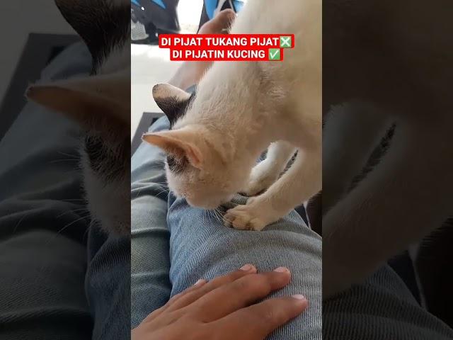 PIJAT KUCING ASOY #hendradutt #kucingimut #kucingkesayangan #kucing #vloghendra