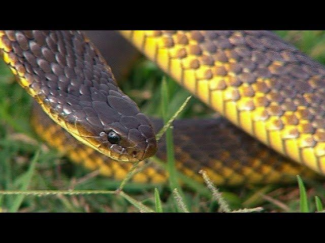 Finding Tiger Snakes  | Deadly 60 | Earth Unplugged