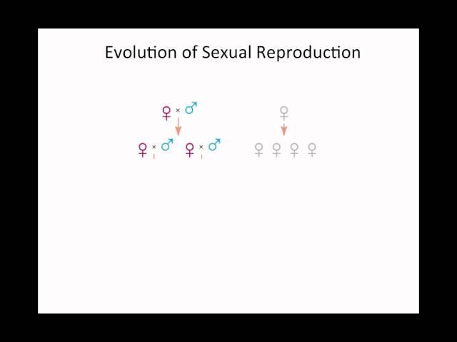 Evolution of Sex Part 1